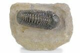 Multi-Toned Austerops Trilobite - Ofaten, Morocco #359593-3